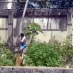 Homem morre após invadir recinto de leoa em João Pessoa; parque é fechado (Vídeo: imagens fortes)