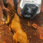 PM resgata cães em situação de maus-tratos e apreende arma no interior de Guaíra