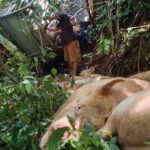 Porcos morrem e motorista sobrevive após caminhão cair em cachoeira na PR-180, em Cascavel