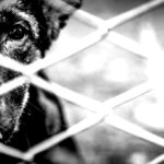 Cão é abandonado dentro de residência e encontrado em condições insalubres