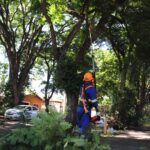 Empresa terceirizada inicia trabalhos de poda de árvores em Marechal Cândido Rondon