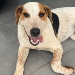 Cão comunitário morre após ser baleado em Toledo