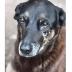 Caso Orelha: o que se sabe até agora sobre a morte do cão em SC