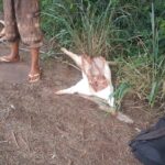 Dois jovens são detidos furtando leitões no interior de Toledo