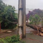 Rajadas de vento, chuva e raios. Temporal causa transtornos e derruba árvores em Toledo.