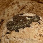 Cobra Cascavel é capturada pelos Bombeiros na Avenida Rio Grande do Sul