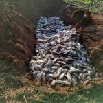 Apagões frequentes sufocam piscicultura e causam revolta no interior de Santa Helena